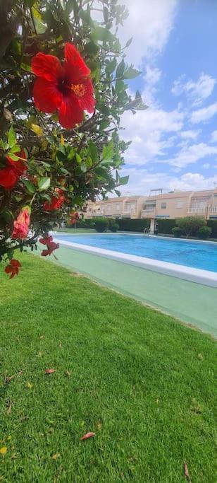 Bungalow Avec Piscine Torrevieja Exteriér fotografie